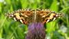 Vanessa cardui